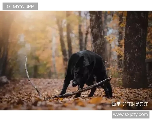 养黑狗的足球明星是谁揭秘他与爱犬的感人故事与生活点滴